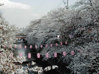 石神井川の桜並木・写真
