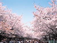 上野恩賜公園の桜・写真