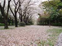 辰巳の森緑道公園の桜・写真
