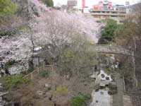 音無親水公園の桜・写真