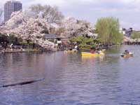 石神井公園の桜・写真