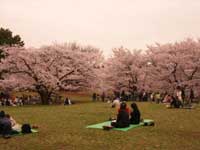 光が丘公園の桜・写真