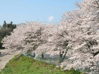 塩田堤の桜・写真