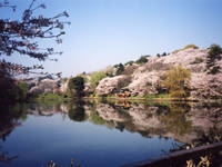 県立三ツ池公園の桜・写真