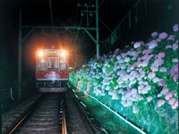 箱根登山鉄道沿線のアジサイ・写真