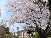 港の見える丘公園の桜・写真