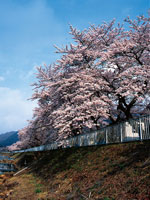 宮城野早川堤の桜・写真