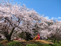 村松公園の桜・写真
