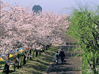 やすらぎ堤の桜・写真