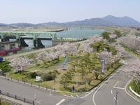 大河津分水の桜・写真