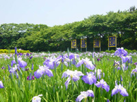 北潟湖畔花菖蒲園・写真