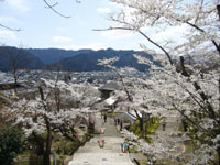 花筐公園の桜・写真