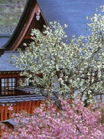 金櫻神社の桜・写真