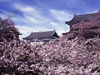 上田城跡公園の桜・写真