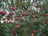 達者村農業観光振興会果樹部会「りんご狩り」・写真