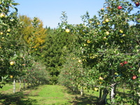 りんご観光農園・写真