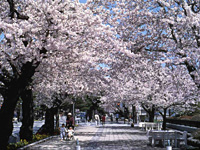 十和田市官庁街通（駒街道）の桜・写真