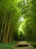 富士竹類植物園・写真