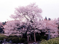 狩宿の下馬桜・写真