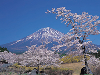 富士桜自然墓地公園・写真
