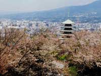 香貫山の桜・写真