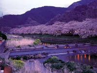 松崎町の桜・写真
