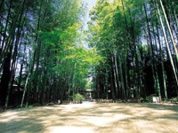 竹林の小径・写真