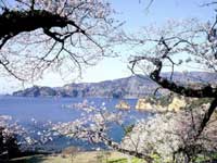 黄金崎の桜・写真