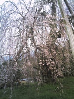 法泉寺のしだれ桜・写真