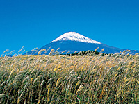 ススキと富士山・写真