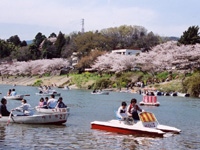 桜淵公園の桜・写真