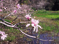 黒河湿地植物群落・写真