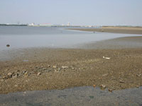 汐川干潟・写真
