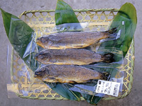 富士養鱒漁業協同組合・写真