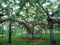 日本最古のりんご樹・写真