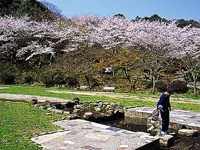 長等公園の桜・写真
