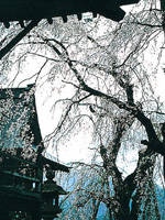円正寺のシダレザクラ・写真