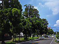 豊後街道　菊陽杉並木・写真