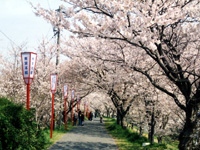 宮川堤の桜・写真