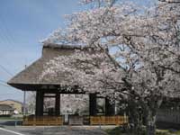 新宮神社の桜
