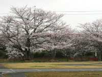 にごり池自然公園の桜・写真