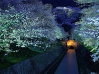 琵琶湖疏水の桜・写真