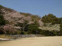 八幡公園の桜・写真