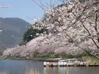 海津大崎の桜・写真