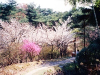 鴻ノ巣山・写真