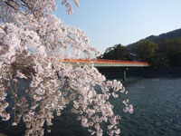 宇治川ラインの桜・写真