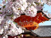 石清水八幡宮の桜・写真