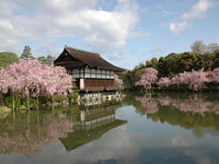 平安神宮の桜・写真
