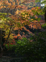 長野公園の紅葉・写真