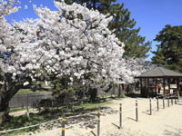 夙川公園の桜・写真